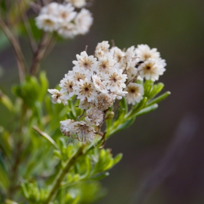 Ozothamnus diosmifolius at Camden Head, NSW - 27 Nov 2023 by KorinneM