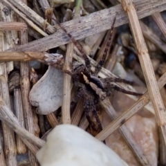 Unidentified Wolf spider (Lycosidae) at Camden Head, NSW - 27 Nov 2023 by KorinneM