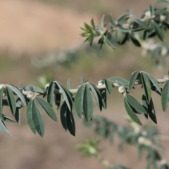 Chamaecytisus palmensis (Tagasaste, Tree Lucerne) at Bandiana, VIC - 4 Aug 2024 by KylieWaldon