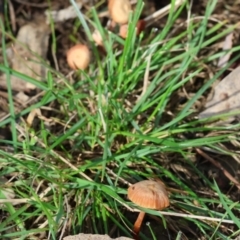 Unidentified Cap on a stem; gills below cap [mushrooms or mushroom-like] at Bandiana, VIC - 4 Aug 2024 by KylieWaldon