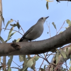 Colluricincla harmonica (Grey Shrikethrush) at Bandiana, VIC - 4 Aug 2024 by KylieWaldon