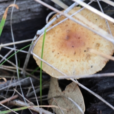 Unidentified Cap on a stem; gills below cap [mushrooms or mushroom-like] at Bandiana, VIC - 4 Aug 2024 by KylieWaldon