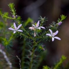 Philotheca salsolifolia subsp. salsolifolia at Camden Head, NSW - 27 Nov 2023 by KorinneM