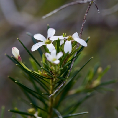 Ricinocarpos pinifolius at Camden Head, NSW - 27 Nov 2023 by KorinneM