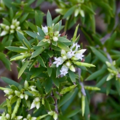 Styphelia sieberi at Camden Head, NSW - 27 Nov 2023 by KorinneM