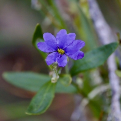 Dampiera sp. at Camden Head, NSW - 27 Nov 2023 by KorinneM