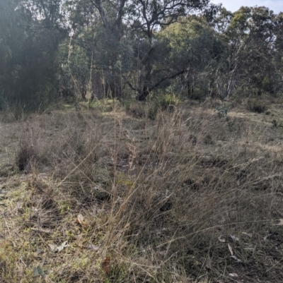 Aristida sp. (A Wiregrass) at Cook, ACT - 4 Aug 2024 by MattM