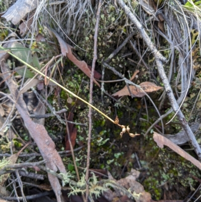 Corunastylis clivicola (Rufous midge orchid) at Aranda, ACT - 4 Aug 2024 by MattM