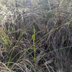 Bunochilus umbrinus (ACT) = Pterostylis umbrina (NSW) (Broad-sepaled Leafy Greenhood) at Aranda, ACT - 4 Aug 2024 by MattM