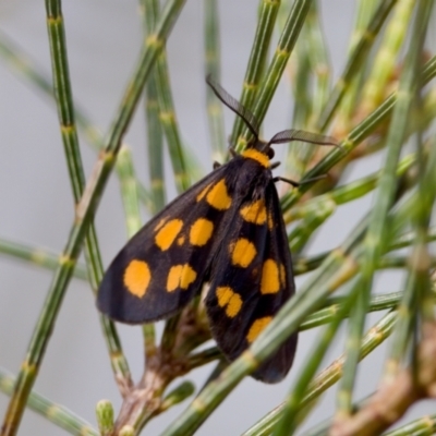 Asura cervicalis (Spotted Lichen Moth) at Camden Head, NSW - 27 Nov 2023 by KorinneM