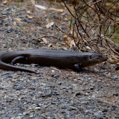 Bellatorias major at Camden Head, NSW - 27 Nov 2023 by KorinneM