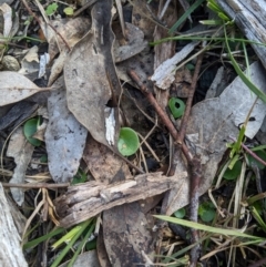 Corysanthes incurva (Slaty Helmet Orchid) at Aranda, ACT by MattM