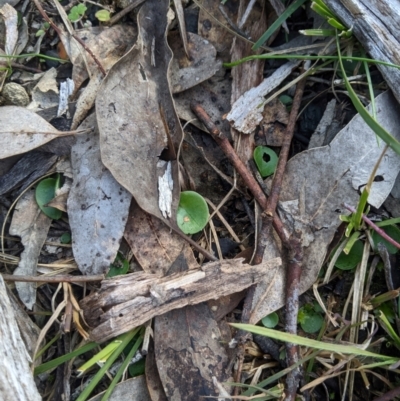 Corysanthes incurva (Slaty Helmet Orchid) at Aranda, ACT - 4 Aug 2024 by MattM