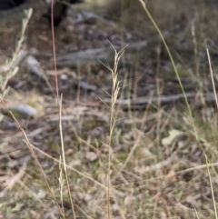 Aristida ramosa (Purple Wire Grass) at Cook, ACT - 4 Aug 2024 by MattM