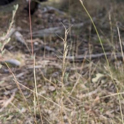 Aristida ramosa (Purple Wire Grass) at Cook, ACT - 4 Aug 2024 by MattM