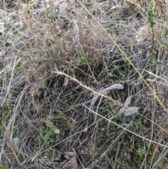 Aristida ramosa (Purple Wire Grass) at Cook, ACT - 4 Aug 2024 by MattM