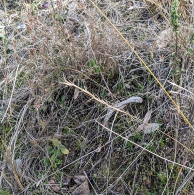 Aristida ramosa (Purple Wire Grass) at Cook, ACT - 4 Aug 2024 by MattM