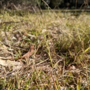 Ehrharta erecta at Higgins, ACT - 3 Aug 2024 10:20 AM