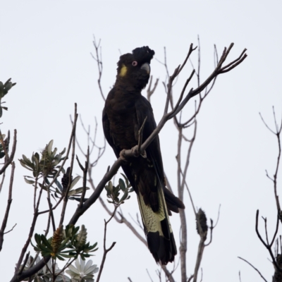 Zanda funerea (Yellow-tailed Black-Cockatoo) at Camden Head, NSW - 27 Nov 2023 by KorinneM