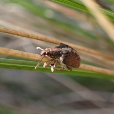 Gonipterus suturalis (Eucalypt weevil) at Aranda, ACT - 23 Jul 2024 by CathB