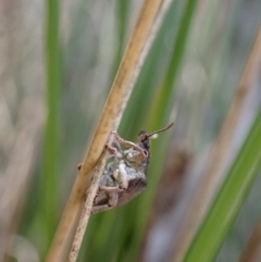 Gonipterus suturalis at Aranda, ACT - 23 Jul 2024