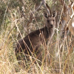 Macropus giganteus (Eastern Grey Kangaroo) at Acton, ACT - 4 Aug 2024 by ConBoekel