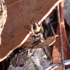 Mutillidae (family) (Unidentified Mutillid wasp or velvet ant) at Aranda, ACT - 23 Jul 2024 by CathB