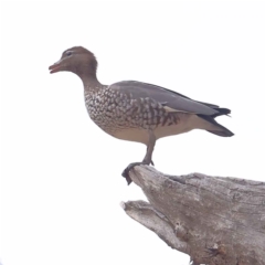 Chenonetta jubata (Australian Wood Duck) at Acton, ACT - 4 Aug 2024 by ConBoekel