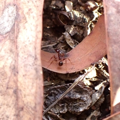 Aphaenogaster longiceps (Funnel ant) at Aranda, ACT - 23 Jul 2024 by CathB