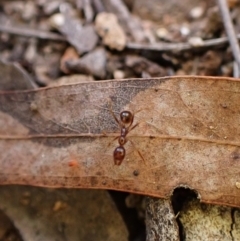 Aphaenogaster longiceps at Aranda, ACT - 23 Jul 2024