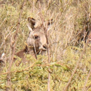 Macropus giganteus at Acton, ACT - 4 Aug 2024 11:58 AM