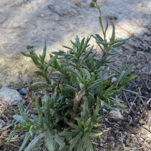 Senecio madagascariensis at Googong, NSW - 4 Aug 2024