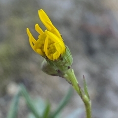 Senecio madagascariensis at Googong, NSW - 4 Aug 2024