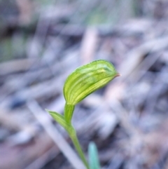 Bunochilus umbrinus (ACT) = Pterostylis umbrina (NSW) (Broad-sepaled Leafy Greenhood) at Aranda, ACT - 31 Jul 2024 by CathB