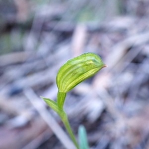 Bunochilus umbrinus (ACT) = Pterostylis umbrina (NSW) at suppressed - suppressed