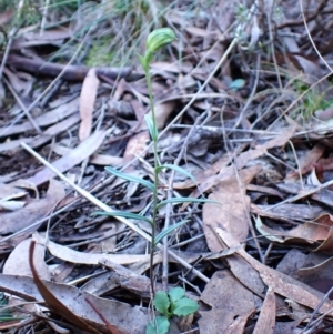 Bunochilus umbrinus (ACT) = Pterostylis umbrina (NSW) at suppressed - suppressed