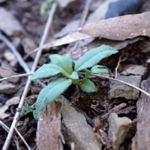 Bunochilus umbrinus (ACT) = Pterostylis umbrina (NSW) at suppressed - suppressed