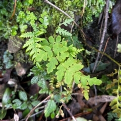 Histiopteris incisa (Bat's-Wing Fern) at Uriarra Village, ACT - 4 Aug 2024 by Rebeccaryanactgov