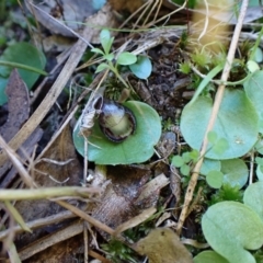 Corysanthes incurva (Slaty Helmet Orchid) at Aranda, ACT by CathB