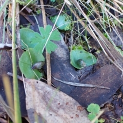 Corysanthes incurva (Slaty Helmet Orchid) at Aranda, ACT - 31 Jul 2024 by CathB