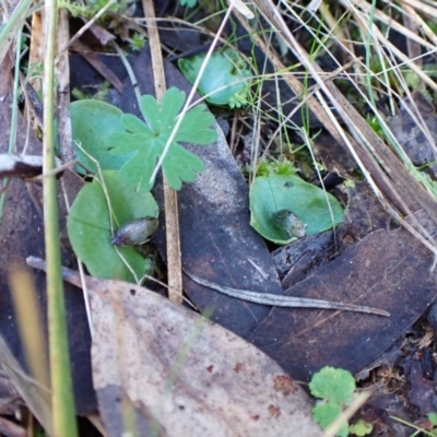 Corysanthes incurva (Slaty Helmet Orchid) by CathB