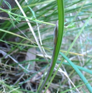 Lyperanthus suaveolens at Aranda, ACT - 3 Aug 2024