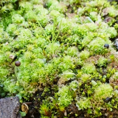 Fossombronia sp. (genus) (A leafy liverwort) at Aranda, ACT - 3 Aug 2024 by CathB