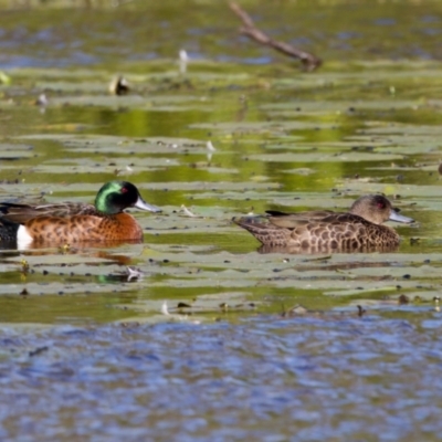 Anas castanea (Chestnut Teal) at Coopernook, NSW - 12 Jun 2024 by KorinneM