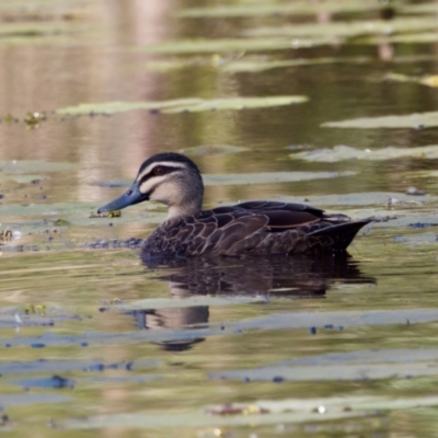 Anas superciliosa (Pacific Black Duck) at Coopernook, NSW - 12 Jun 2024 by KorinneM