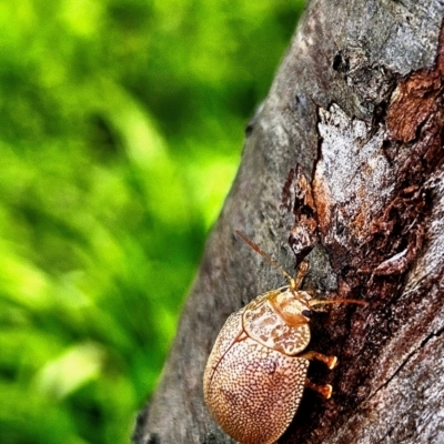 Paropsis atomaria (Eucalyptus leaf beetle) at Evatt, ACT - 4 Aug 2024 by PetraPeoplEater