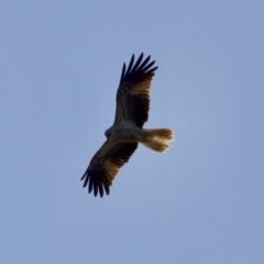 Haliastur sphenurus (Whistling Kite) at Coopernook, NSW - 12 Jun 2024 by KorinneM