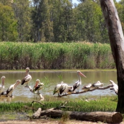 Pelecanus conspicillatus (Australian Pelican) at Barmah, VIC - 24 Nov 2015 by MB