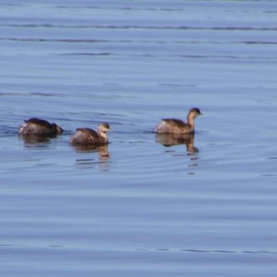 Poliocephalus poliocephalus (Hoary-headed Grebe) at Googong, NSW - 4 Aug 2024 by MB