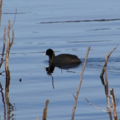 Fulica atra (Eurasian Coot) at Googong, NSW - 4 Aug 2024 by MB